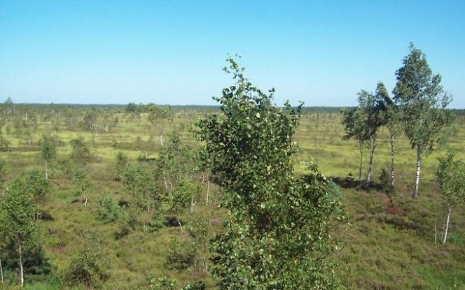 pelke