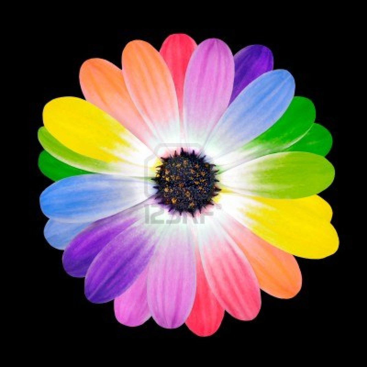 flower-multi