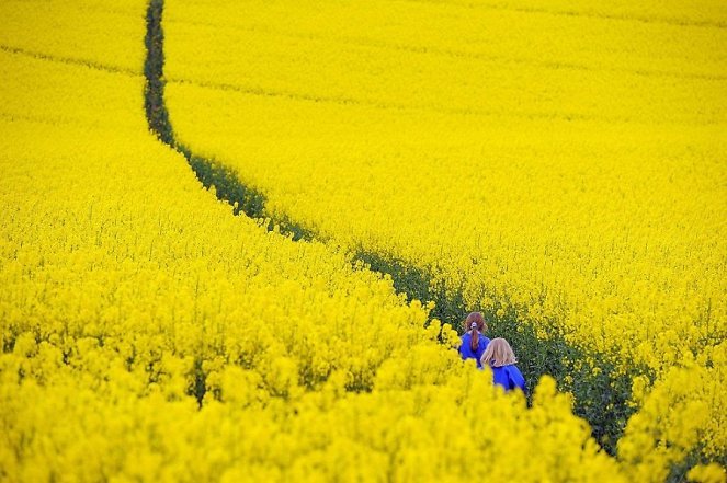 Reuters/Scanpix / Anglijoje auginami rapsai
