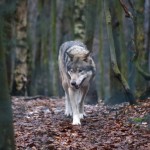 Nušauta pusė iš šiais metais leidžiamų sumedžioti vilkų