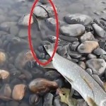 Gyvatė mėgino pavogti iš žvejo stambią lydeką