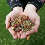 Liaudies medicina Mielagėnų ir Ceikinių apylinkėse 