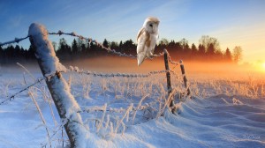 winter