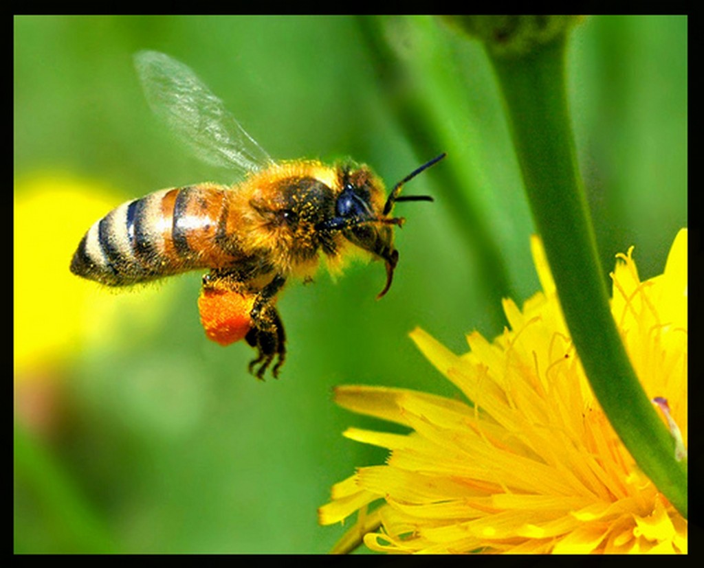 european-honey-bee