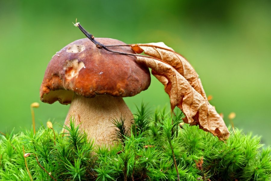 Grybai © Shutterstock nuotr.