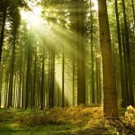 V.Čaikauskas. Valstybės stuburą sudaro laisvas, dirbantis ir kuriantis žmogus