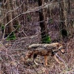 Pajūrio gyventojus baugina iš Antano Boso elnyno pabėgę vilkai
