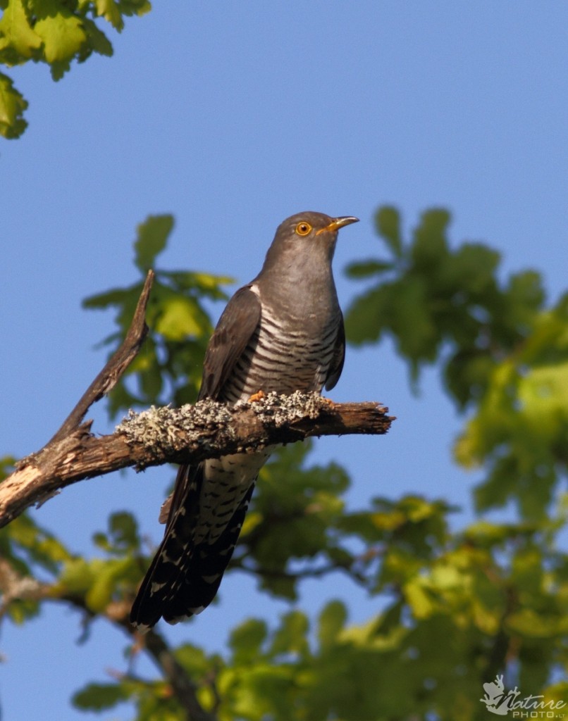 Marius Čepulis.. naturephoto.lt. GEGUTĖ