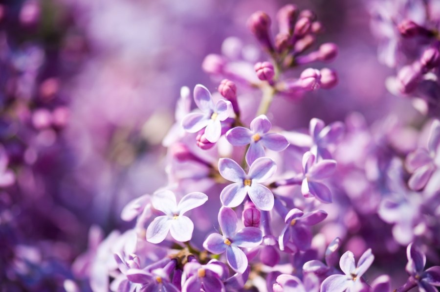 © Shutterstock nuotr.